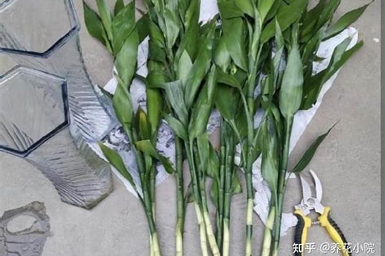 富贵竹施多少复合肥