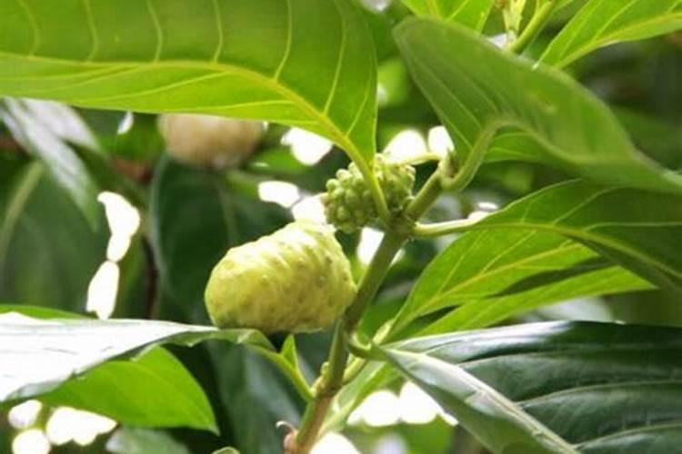 释迦果开花不授粉能结果吗