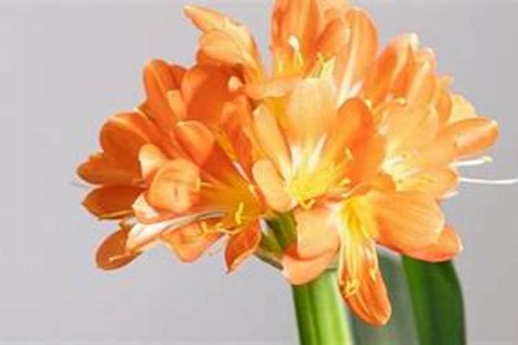 早熟禾种植草坪用什么叶面肥最好