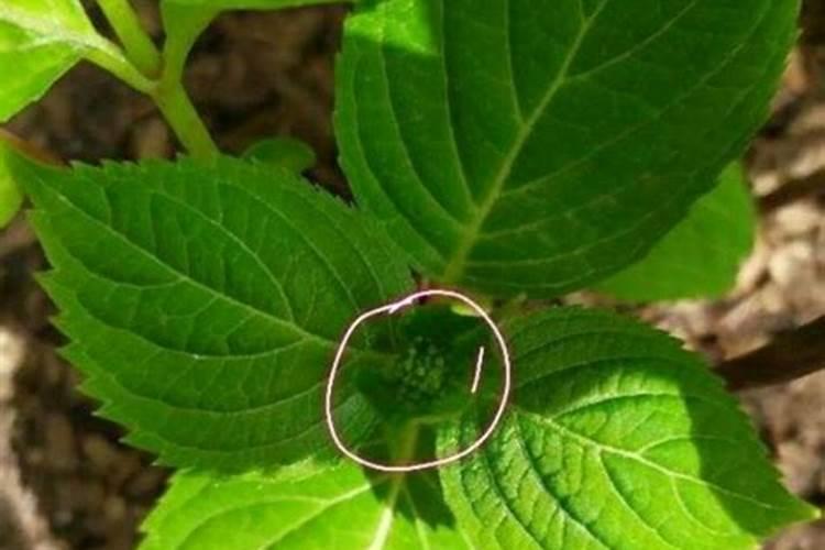 大绣球花在有花苞的时候但没有盛开即含苞待放的情况下需要施肥吗？