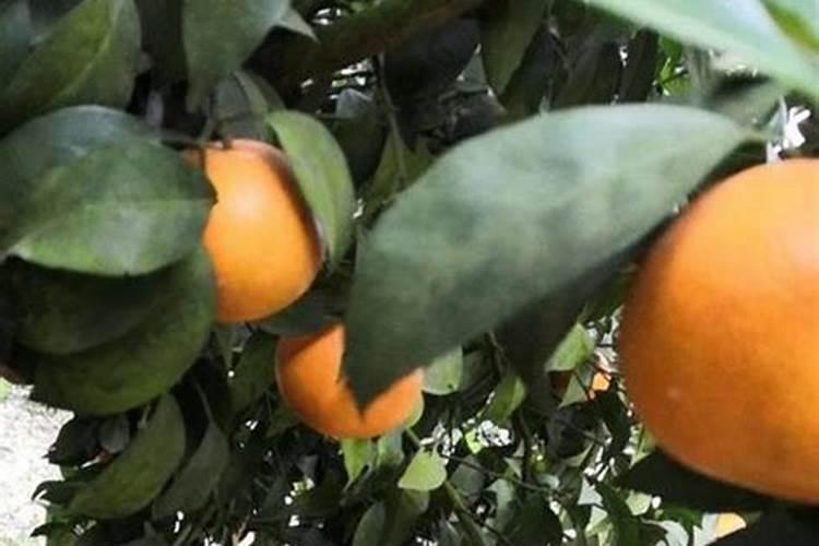 绿豆黄叶是怎么回事