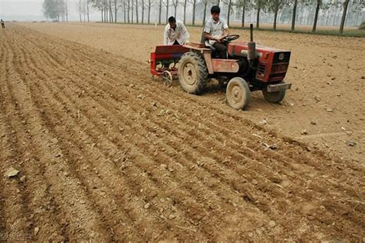 花生后期喷什么叶面肥最好