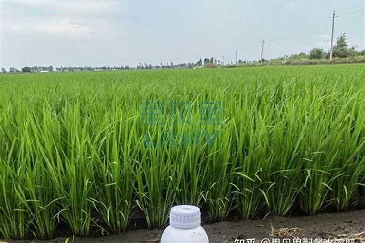 水稻可以施用硅肥吗？一般怎么施用呢？基施还是追施