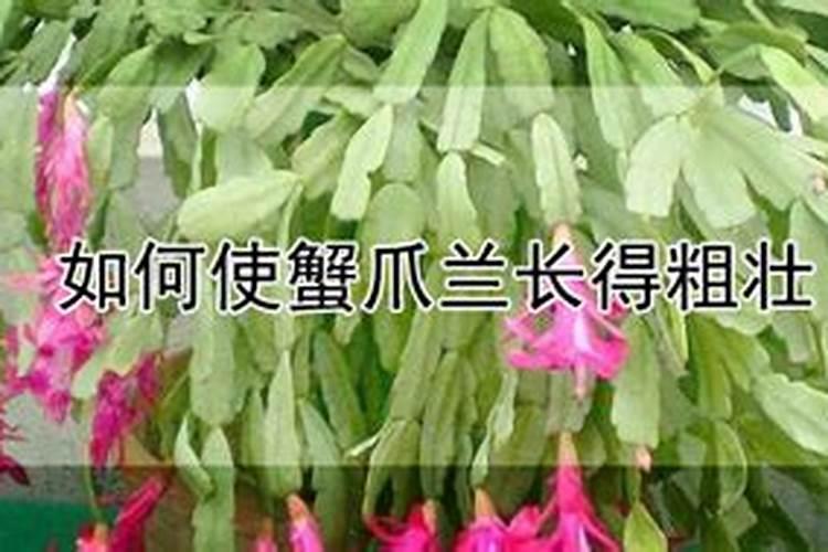 月季花上什么肥会长的壮一些？
