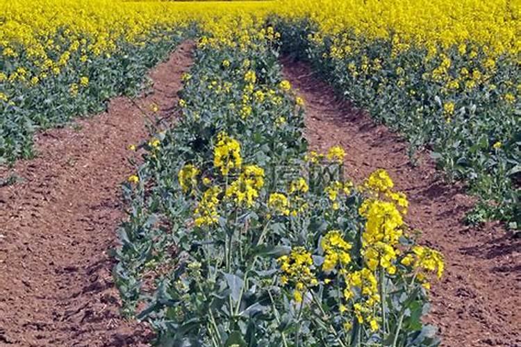 油菜用什么化肥产量高