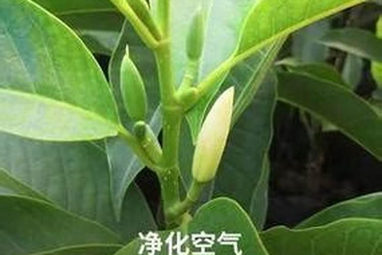 黑皮甘蔗几天打一次920