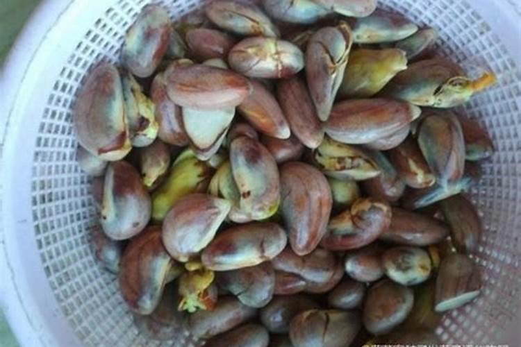 菠萝蜜籽怎么种会发芽