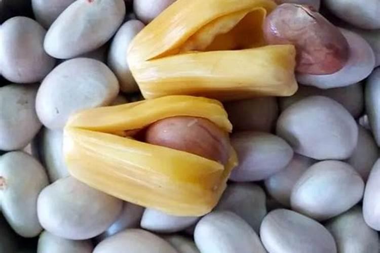 羊粪可以做菠萝蜜的肥料吗？