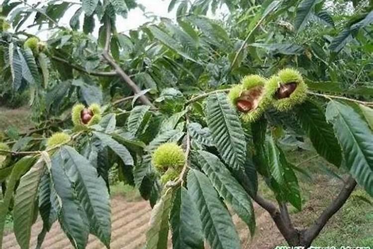 板栗什么时候喷叶面肥最好