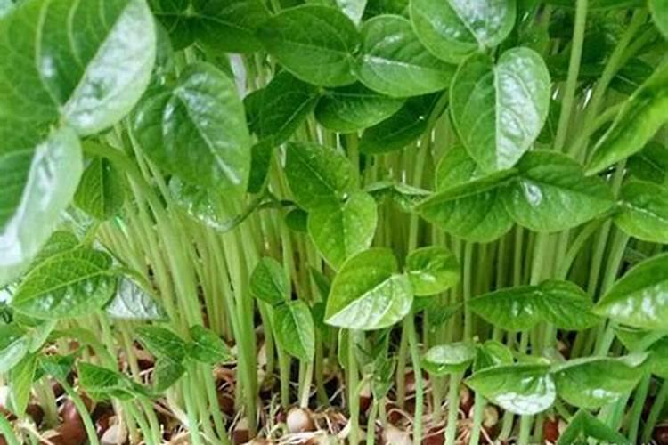 玉米控释肥播种后当时能浇吗？