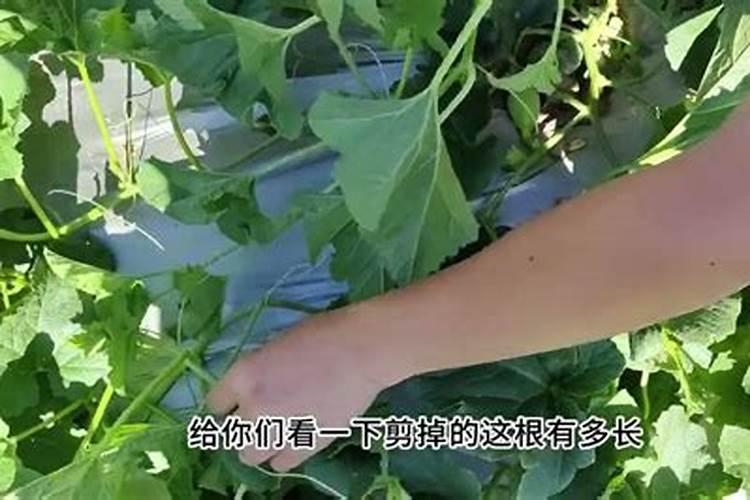 甜瓜坐果期怎么样控旺