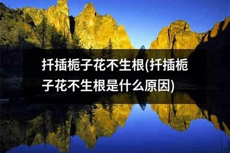 什么肥料生根