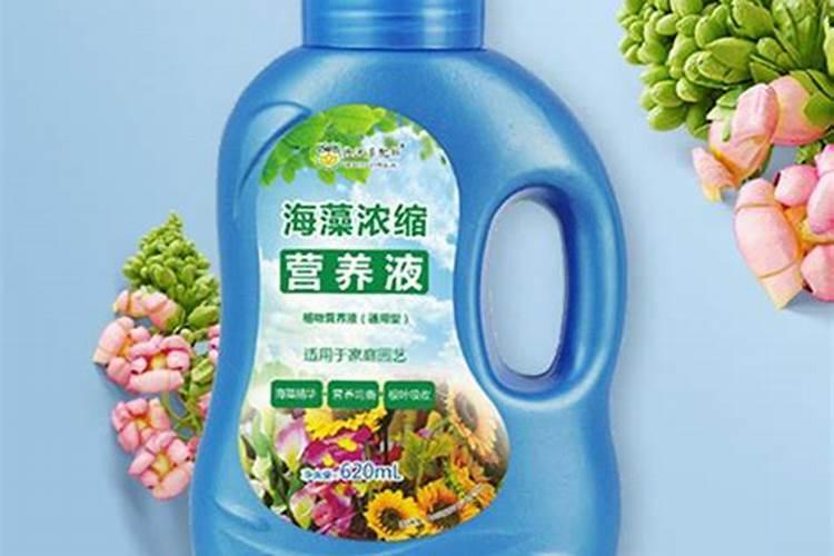 君子兰多久浇一次水最好