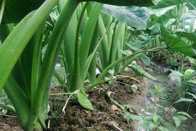 芋头疫病  要用什么药治疗