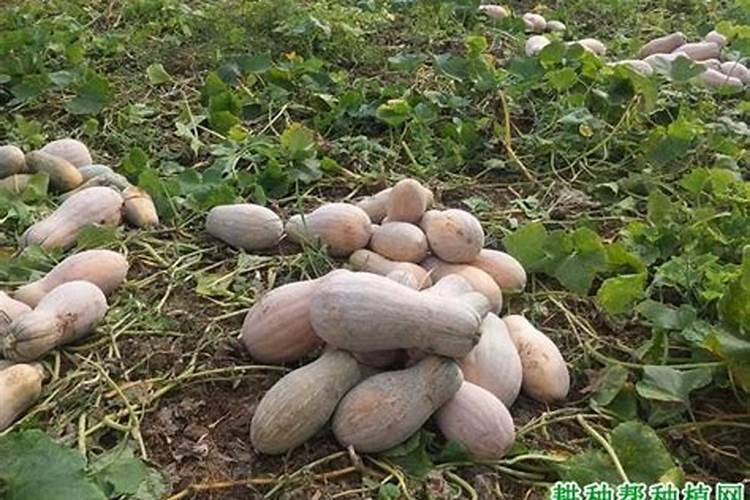 水溶肥哪个品牌好