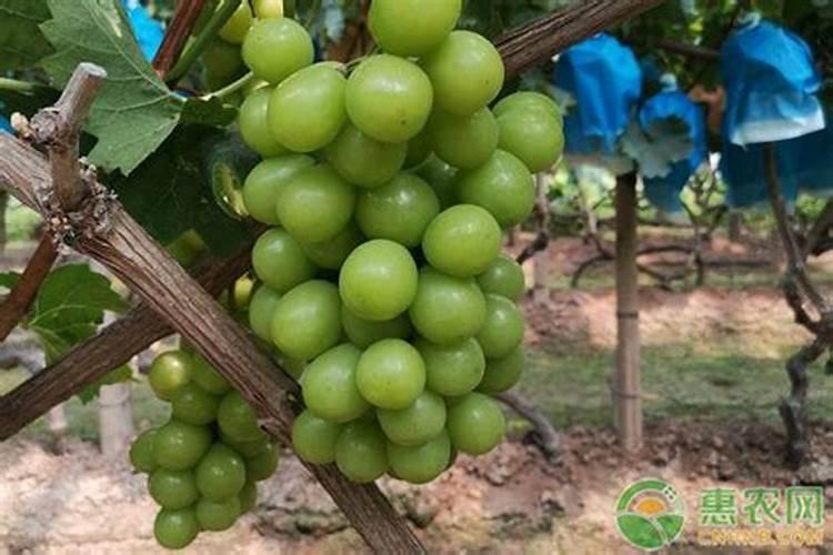 当菌子多得捡不完的时候怎么去处理呀