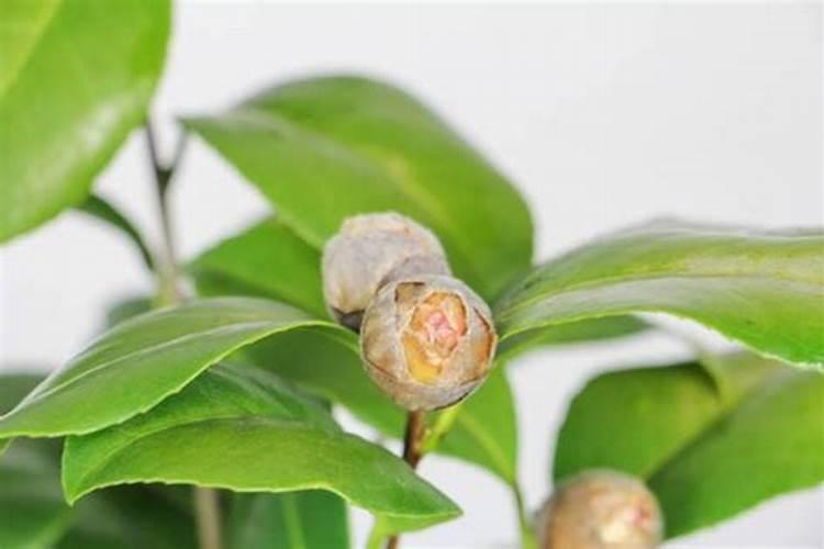 瓜果蔬菜喷叶面肥有什么好处