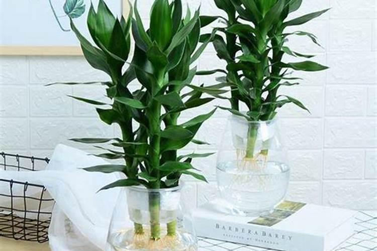 发财树怎么施肥