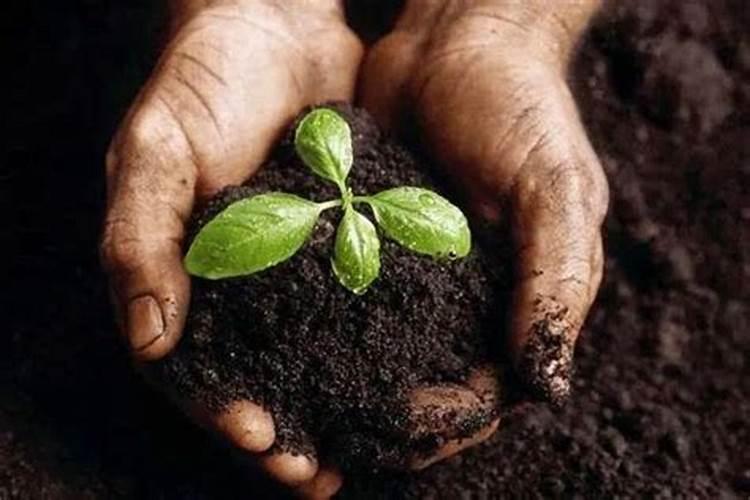 三角梅老桩多久能生根