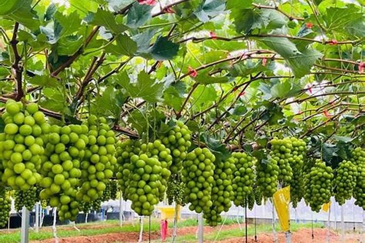 火龙果能不能放复合肥 有效果吗