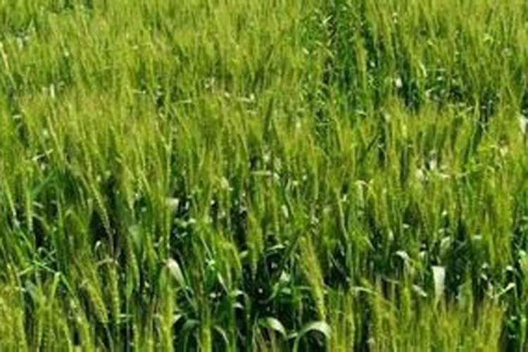 液体氮肥的使用方法 液体氮肥几天见效