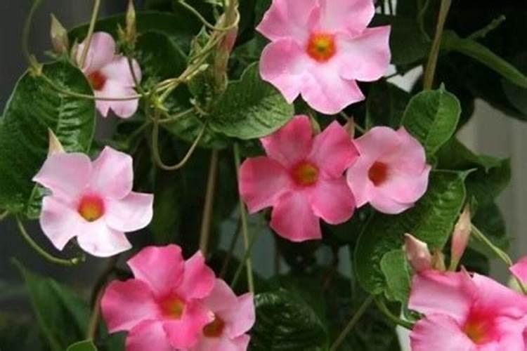 飘香藤用什么肥料,怎么施肥