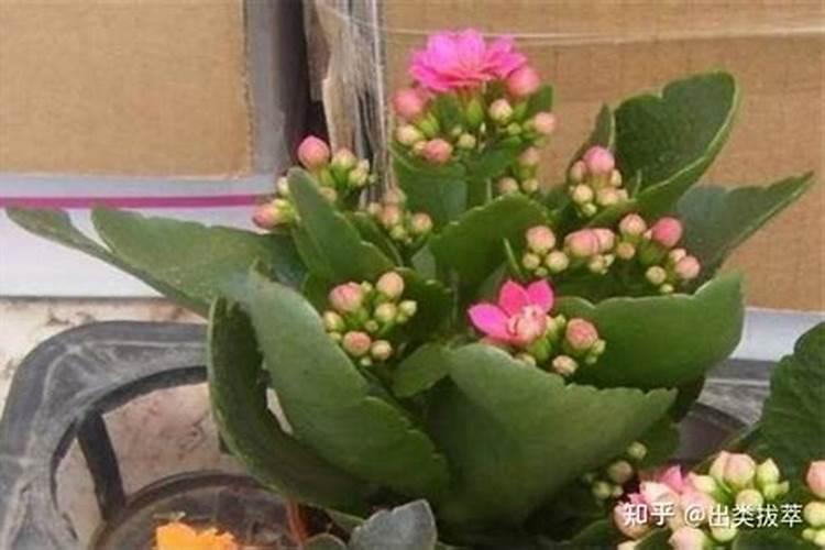 长寿花叶子发黄怎么回事 长寿花的施肥方法