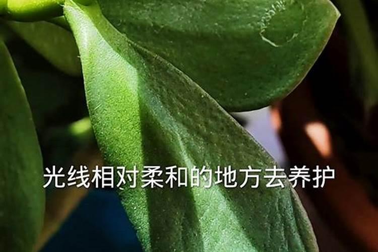蝴蝶兰花谢后怎样修剪:一般有两种剪法