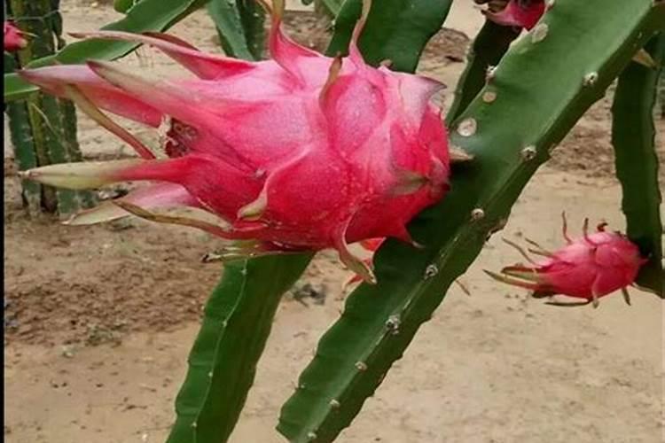 藕带长大了会变成藕吗