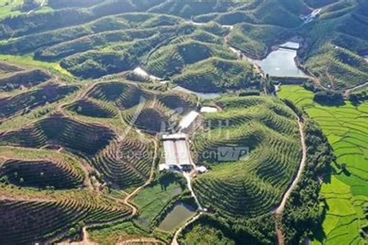 油茶施什么肥最好