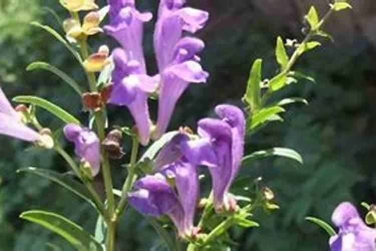 黄芩怎样种植？