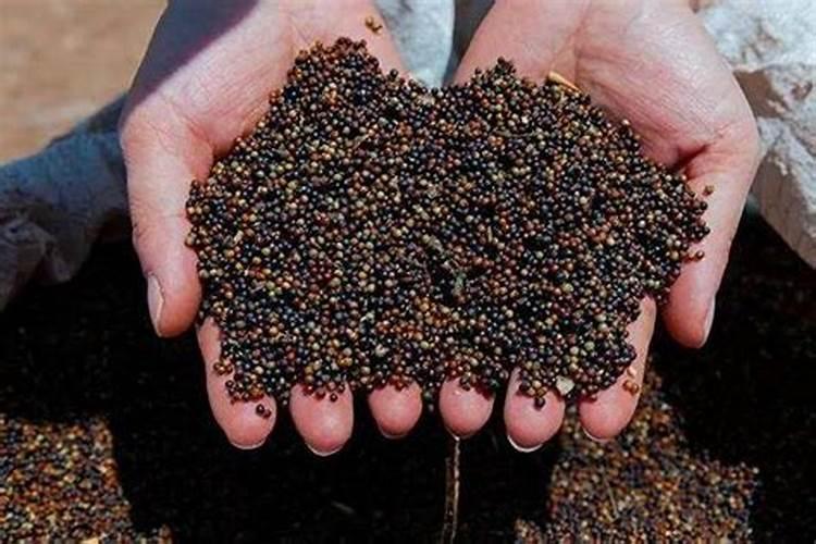 种油莱施什么底肥最好