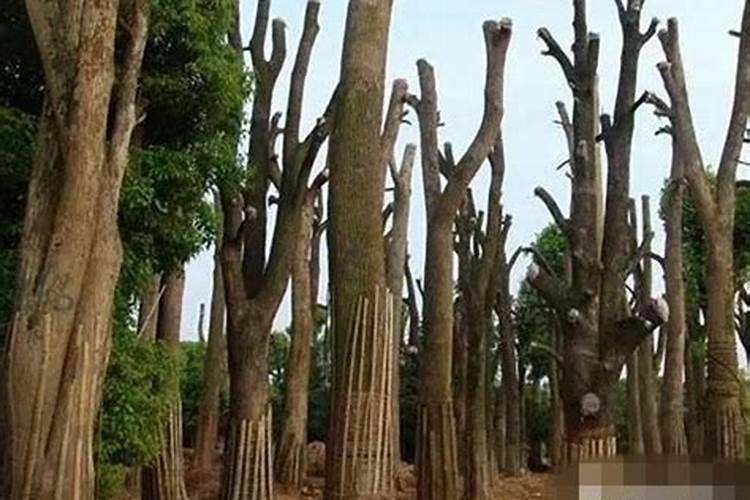 苗木种植一般用什么肥料