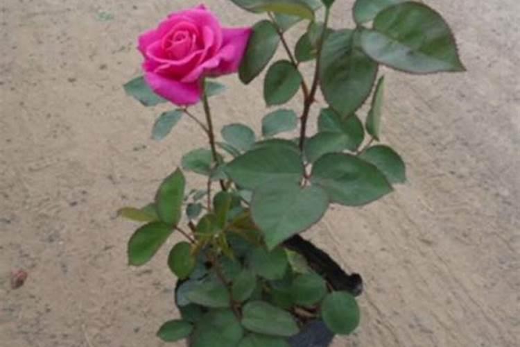 玫瑰花多久施一次肥 要施什么肥料