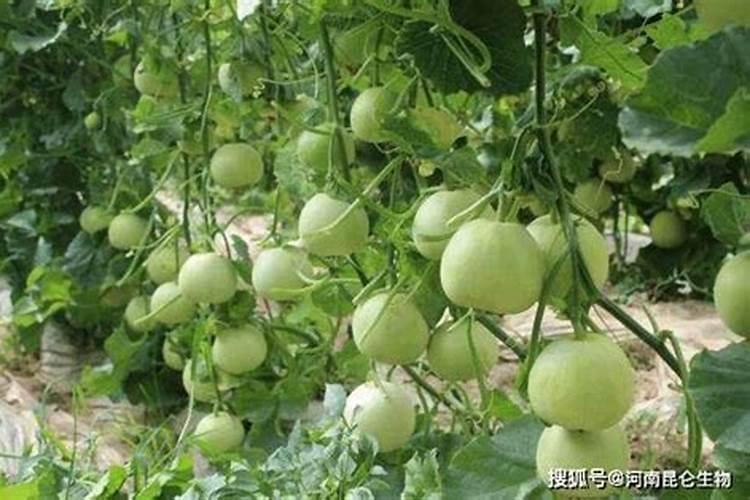 甜瓜需要用什么肥料？甜瓜上什么肥料好？甜瓜叶面肥用金泰靓