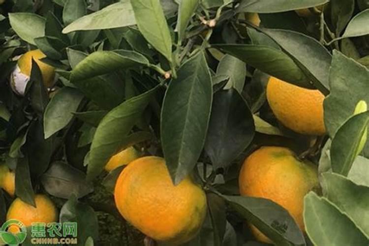 橘子树用什么肥料最好？橘子树施肥方法和注意事项