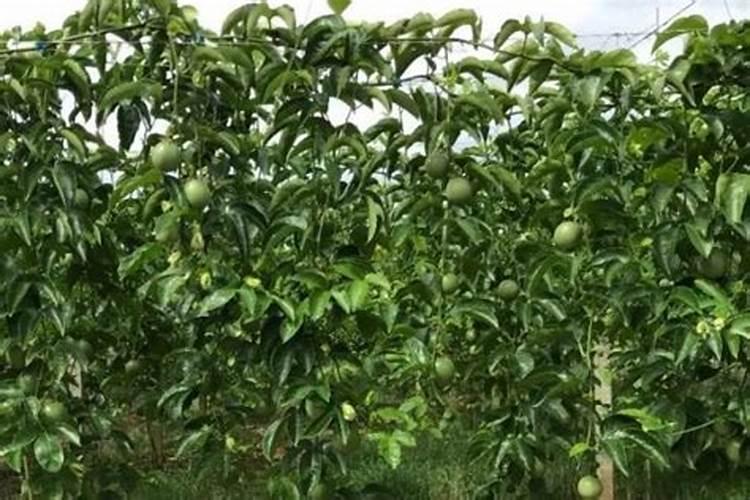 百香果施什么肥料最好