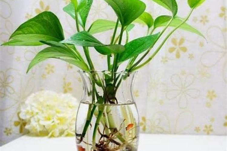 小白菜被水泡后使用叶面肥可以吗？