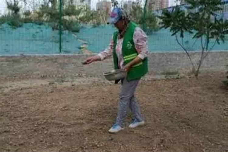 草籽用什么化肥长得快
