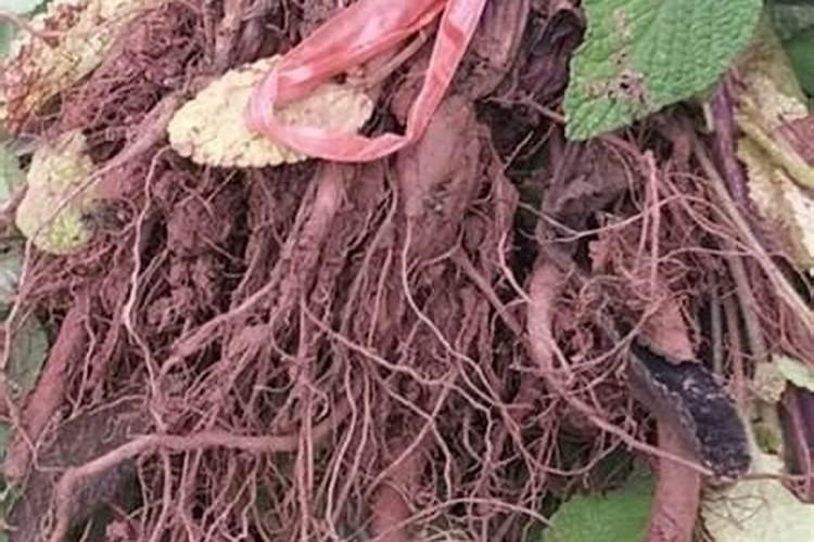 ...增强农作物的抗寒、抗旱能力应施加的化肥种类是