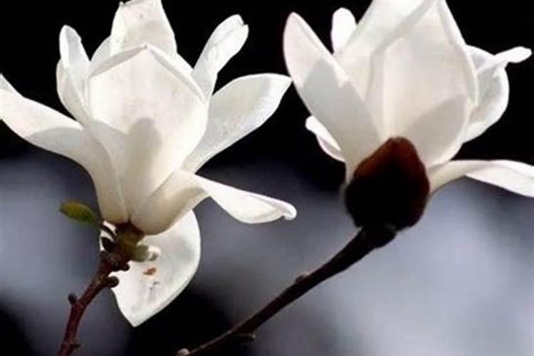 白玉兰开花后怎么办