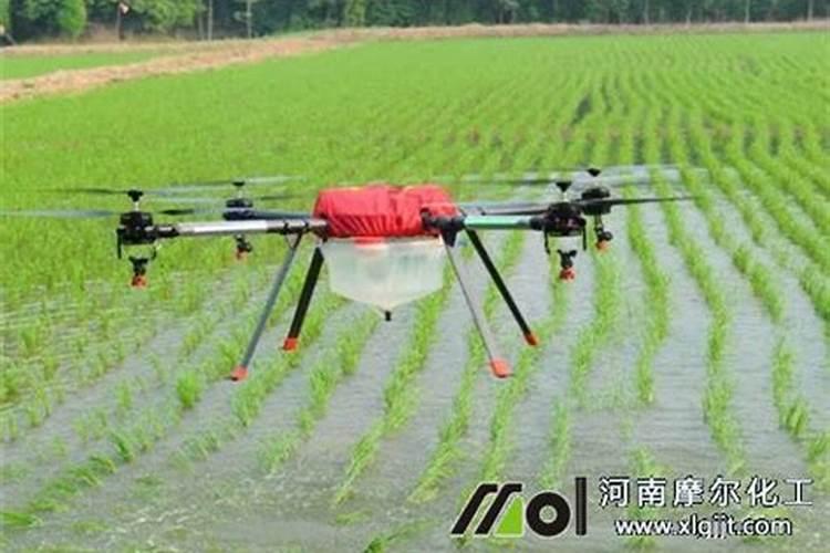 橘子树能挂果多少年？