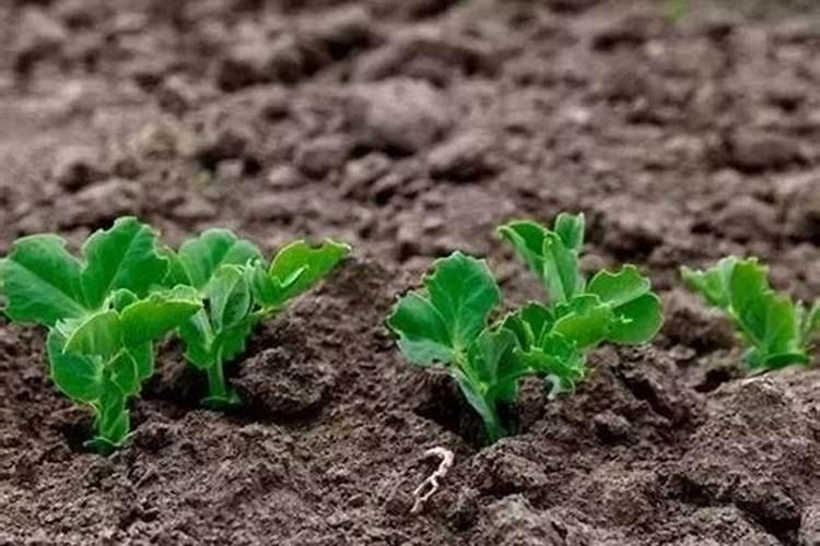 西红柿施什么肥料最好