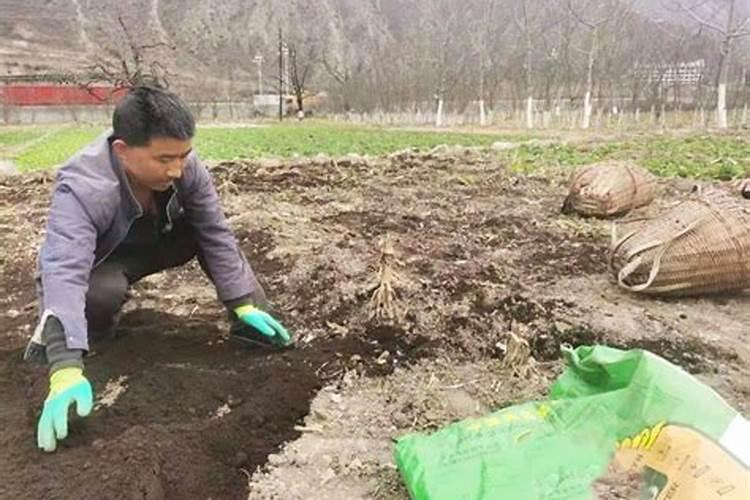 花卉用什么肥料