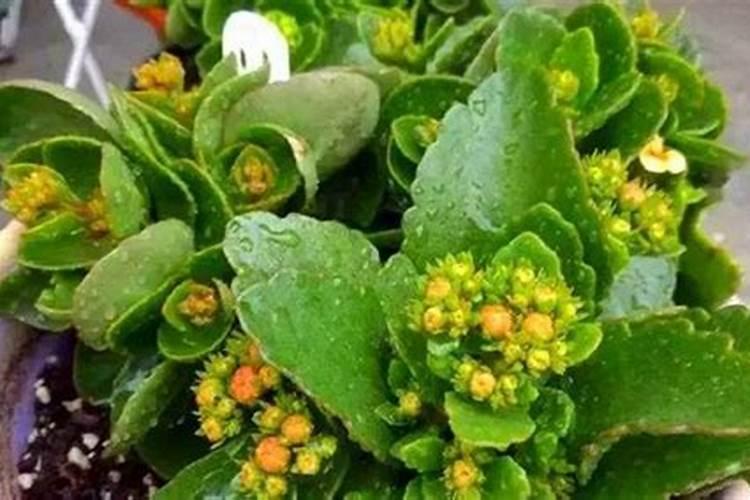 长寿花施什么肥好