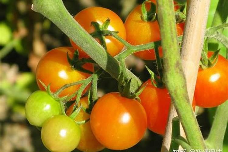 甘肃有多少高塔复合肥厂