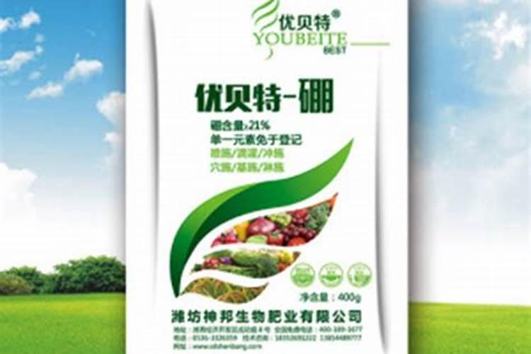 夏种番茄想要保花保果,应该怎么做呢？