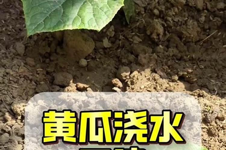 西瓜要追几次肥才能吃