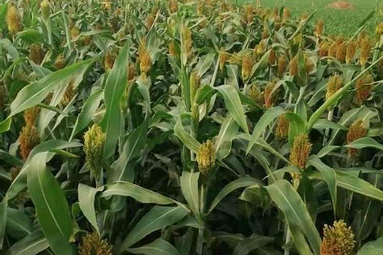 高梁在什么时候打叶面肥促早熟？