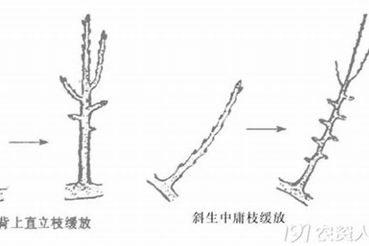 要让果树结出又大又甜的果子,得用什么肥料？